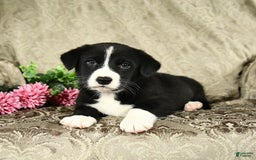 Bernese Mountain Dog dogs for sale: Falcon - Image 2
