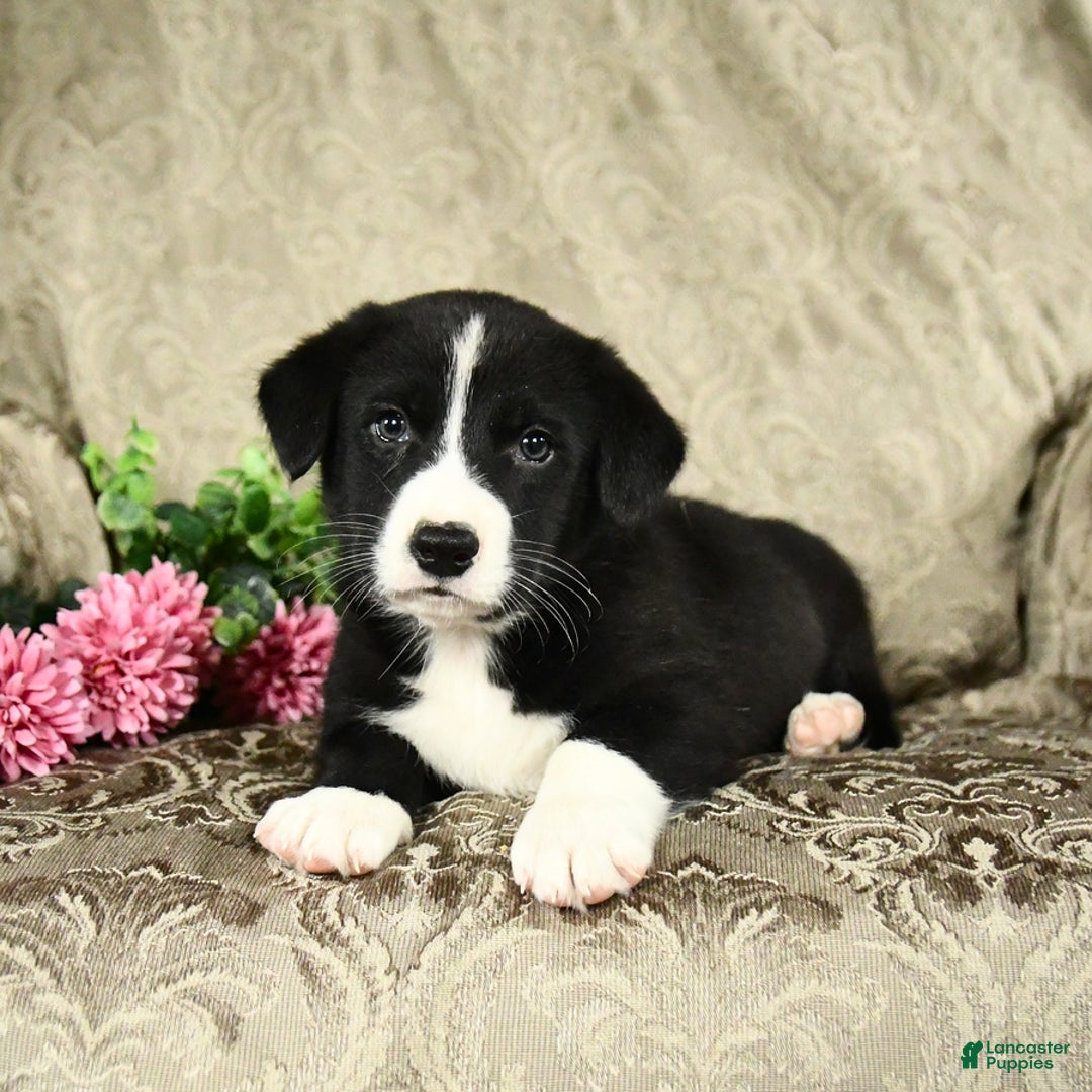 Bernese Mountain Dog dogs for sale: Falcon - Image 2