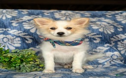 Pomeranian dogs for sale: Keene - Image 5