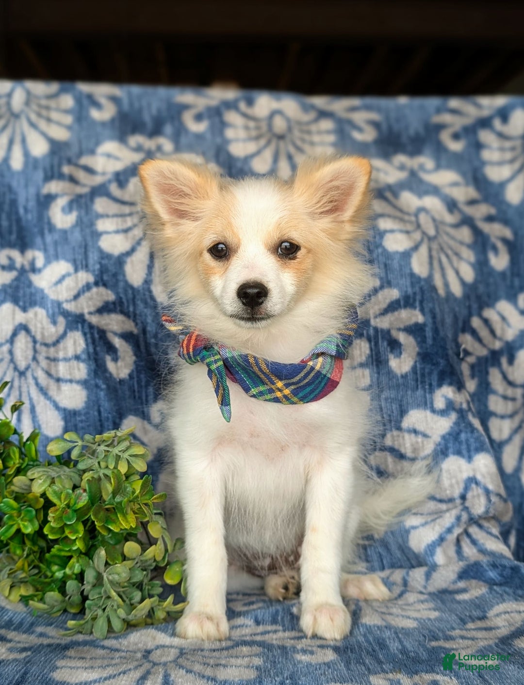 Pomeranian dogs for sale: Keene - Image 5