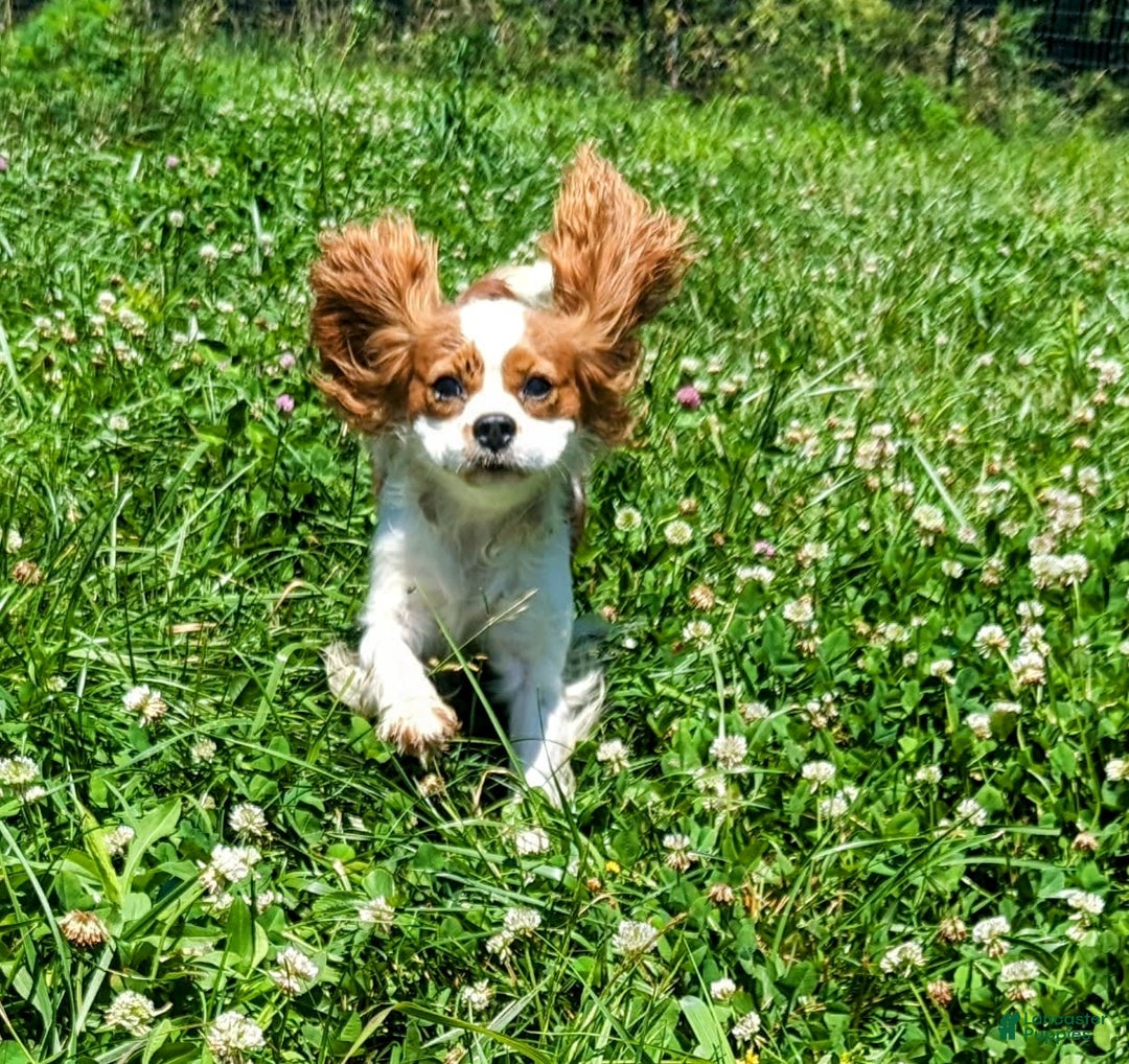 Cavapoo dogs for sale: Forky - Image 24