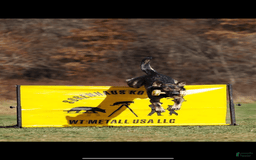 German Shepherd dogs for sale: Litter - Image 11