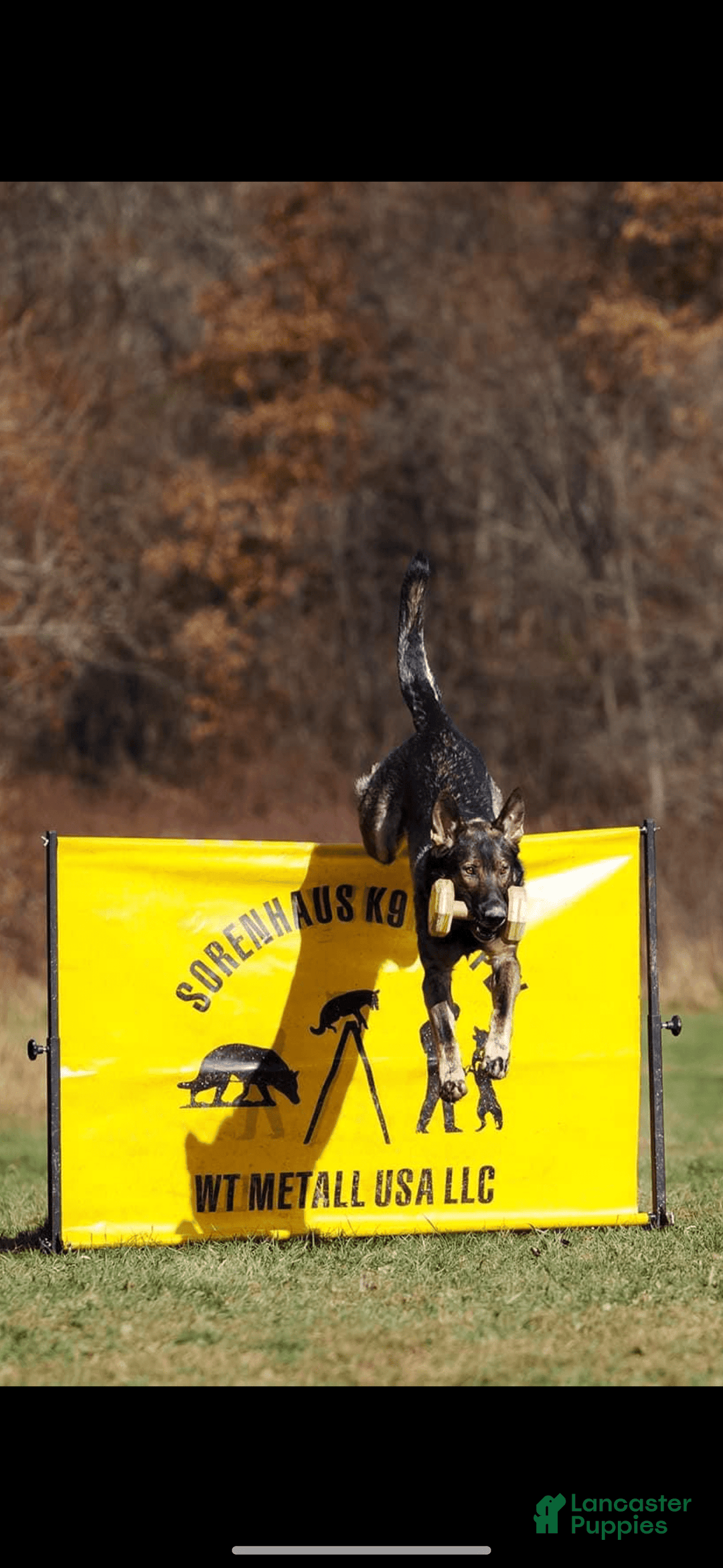 German Shepherd dogs for sale: Litter - Image 11