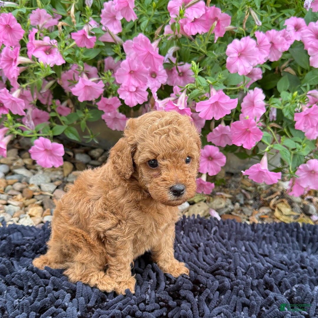 Toy Poodle dogs for sale: Beau - Image 4