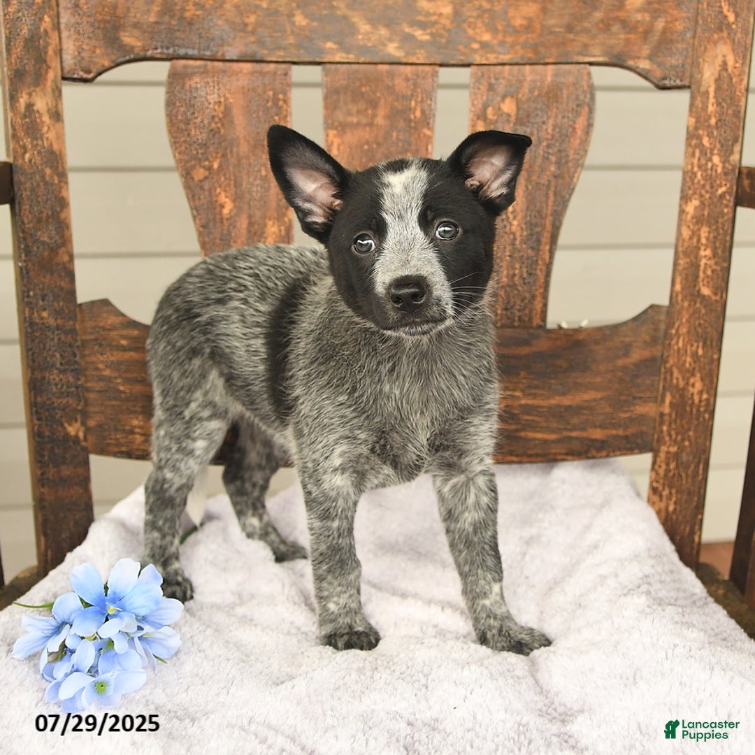 Australian Cattle Dog dogs for sale: Marlene - Image 1