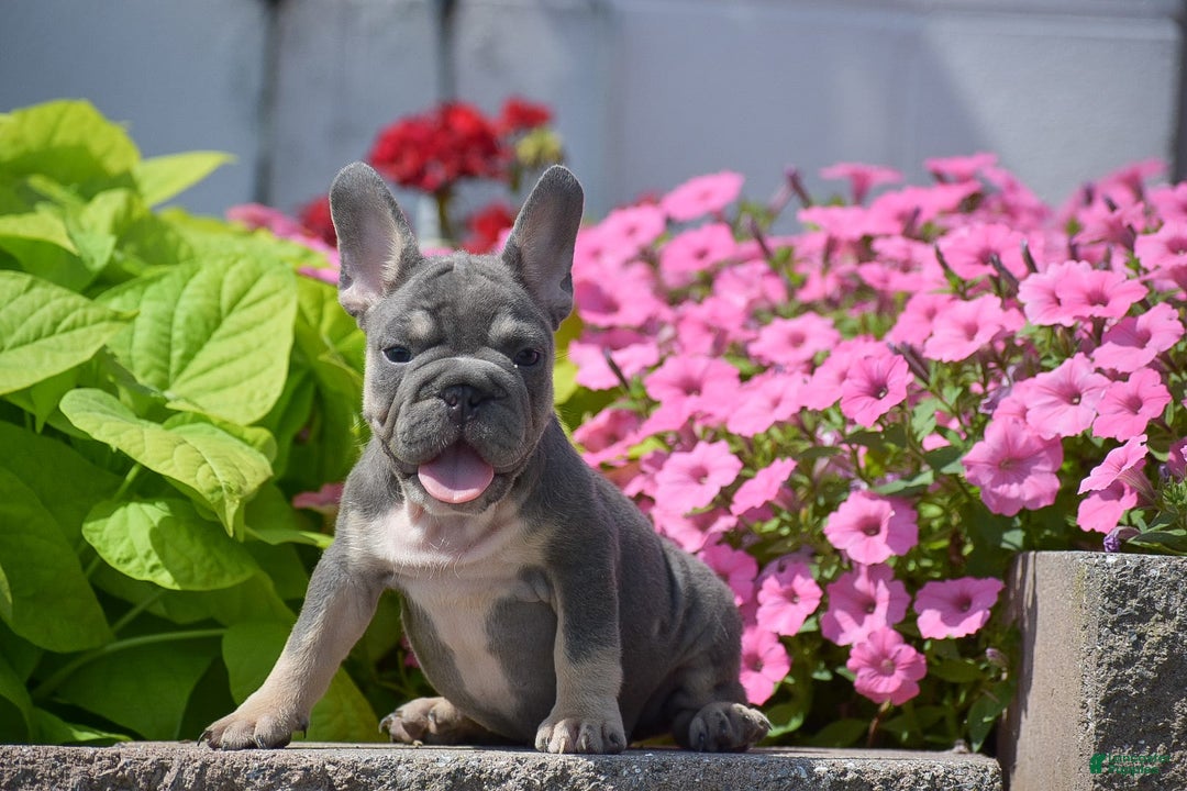 French Bulldog dogs for sale: Layla - Big Rope!! - Image 4