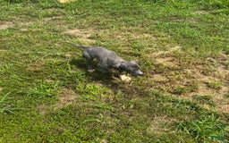 Great Dane dogs for sale: Puppy - Image 2