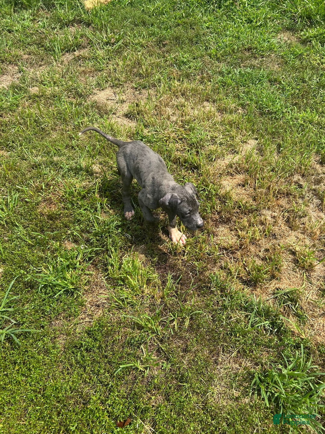 Great Dane dogs for sale: Puppy - Image 2
