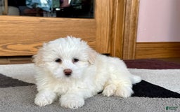 Coton De Tulear dogs for sale: Lindsey - Image 5