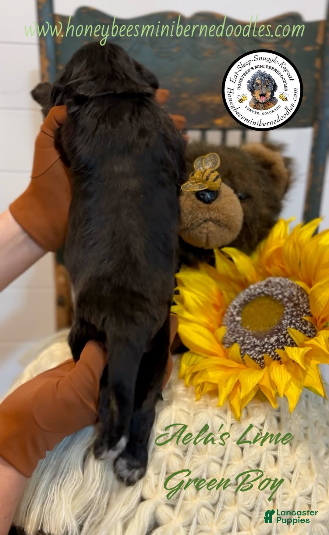 Mini Bernedoodle dogs for sale: Aelas Lime Green Boy - Image 16