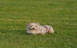 Gerberian Shepsky dogs for sale: Max - Image 4