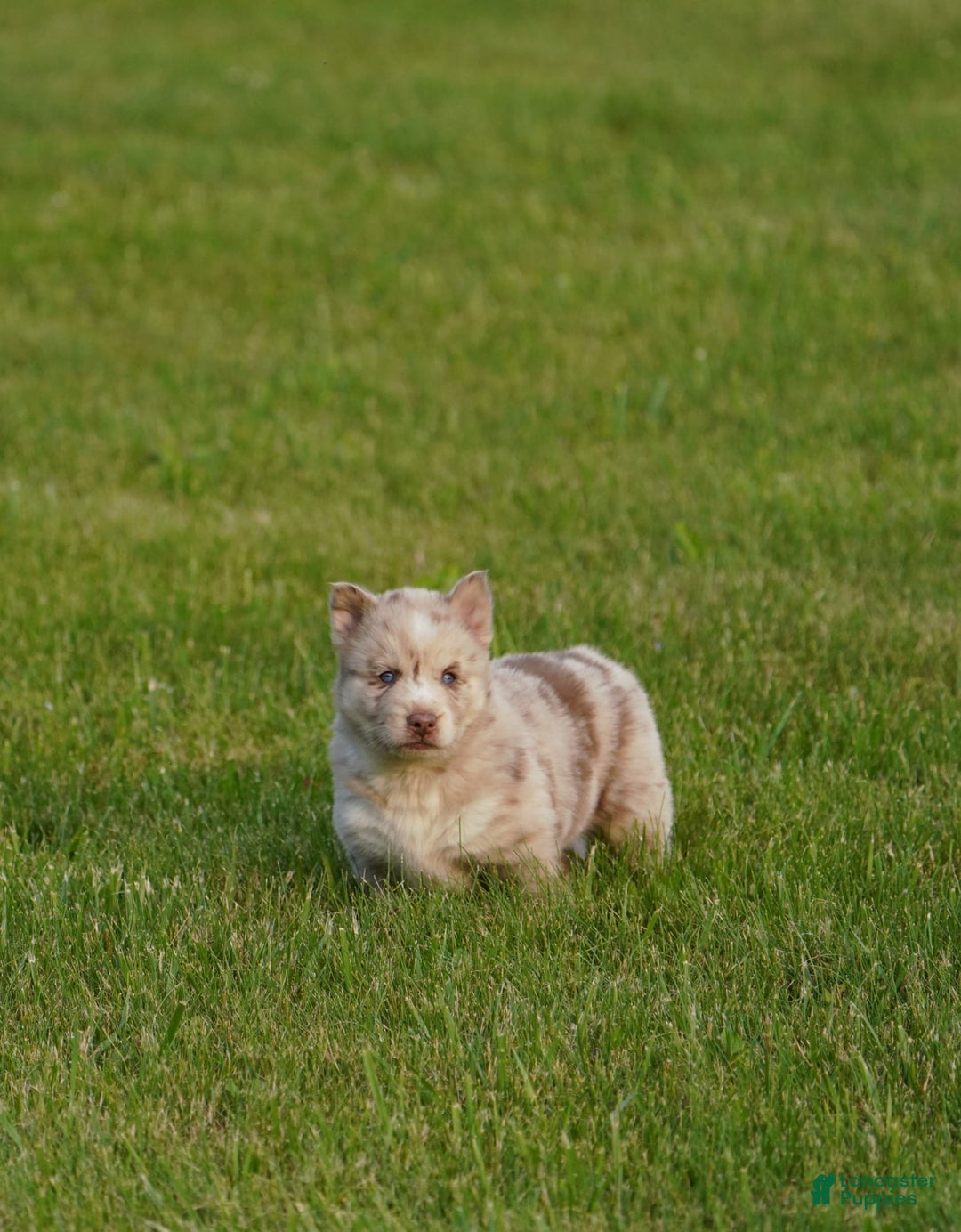 Gerberian Shepsky dogs for sale: Max - Image 4