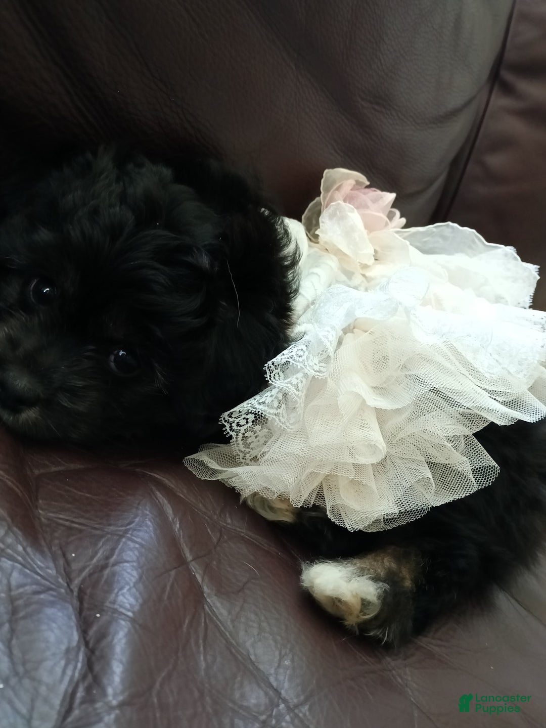 Shihpoo dogs for sale: Pomshihpoo Female Puppy🖤 - Image 7