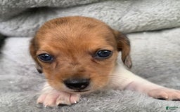 Miniature Dachshund dogs for sale: Baby Cooper - Image 7