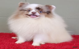 Pomeranian dogs for sale: Marley - Image 5