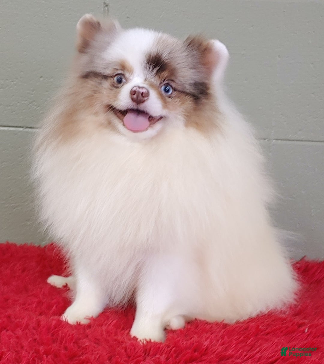 Pomeranian dogs for sale: Marley - Image 5