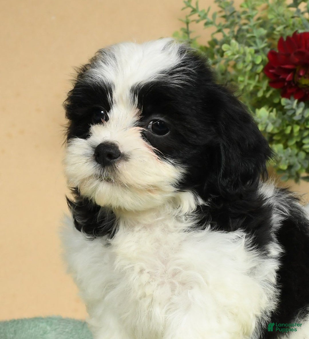 Teddy Bear dogs for sale: Sabrina - Image 1