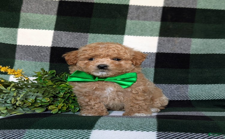 Maltipoo dogs for sale - Ad 2