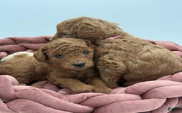 Toy Poodle dogs for sale: Nova - Image 5