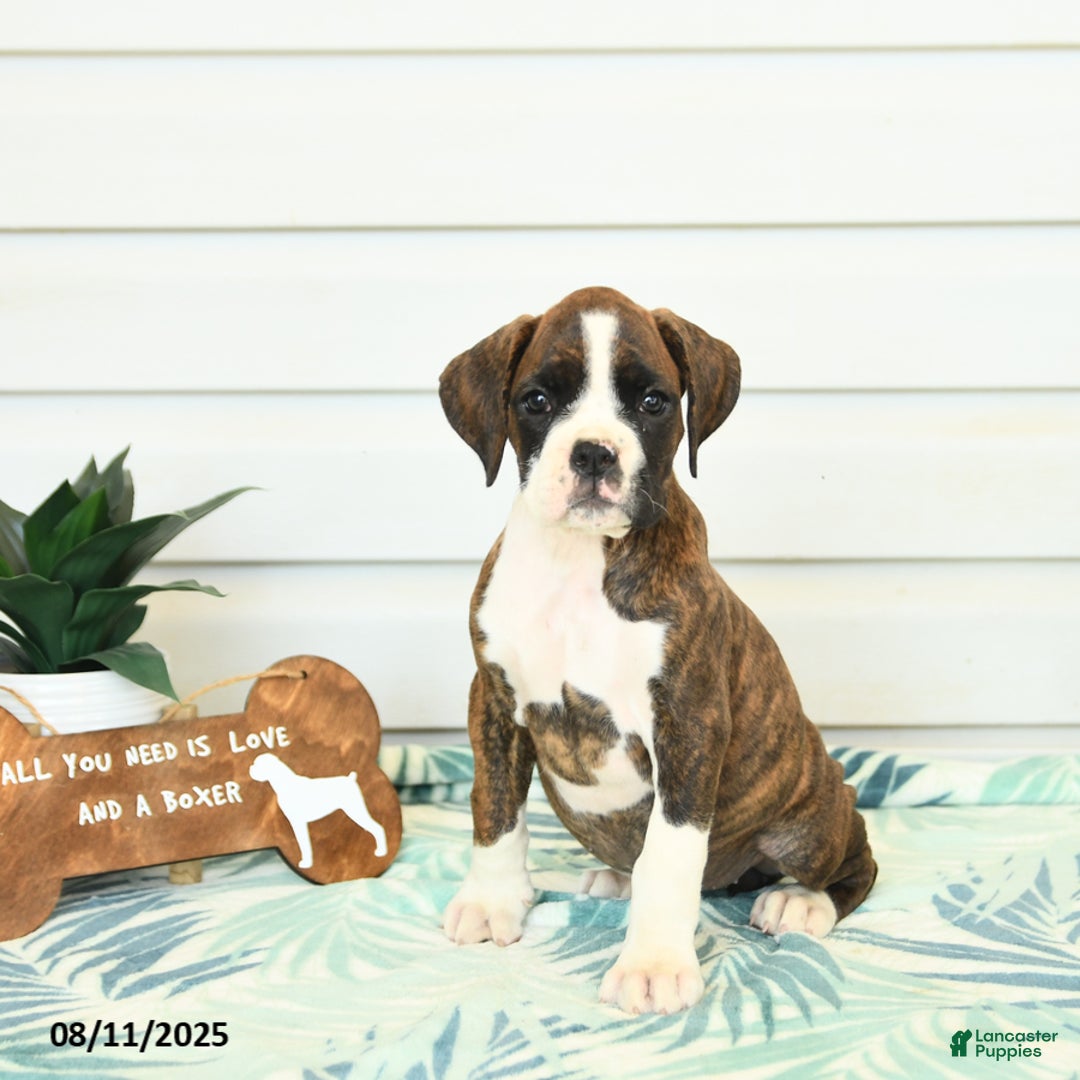 Boxer dogs for sale: Ruby - Image 3