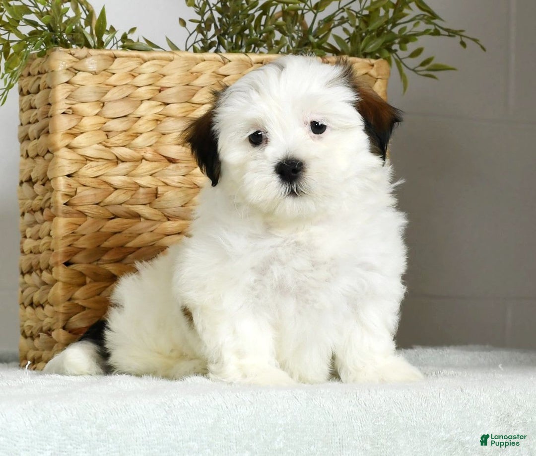 Teddy Bear dogs for sale: Wren - Image 2