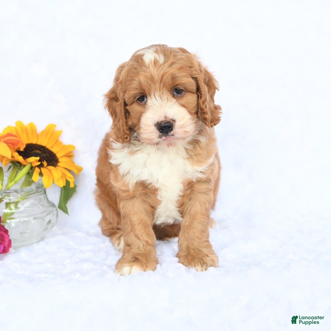 Cockapoo dogs for sale: Reagan - Image 1