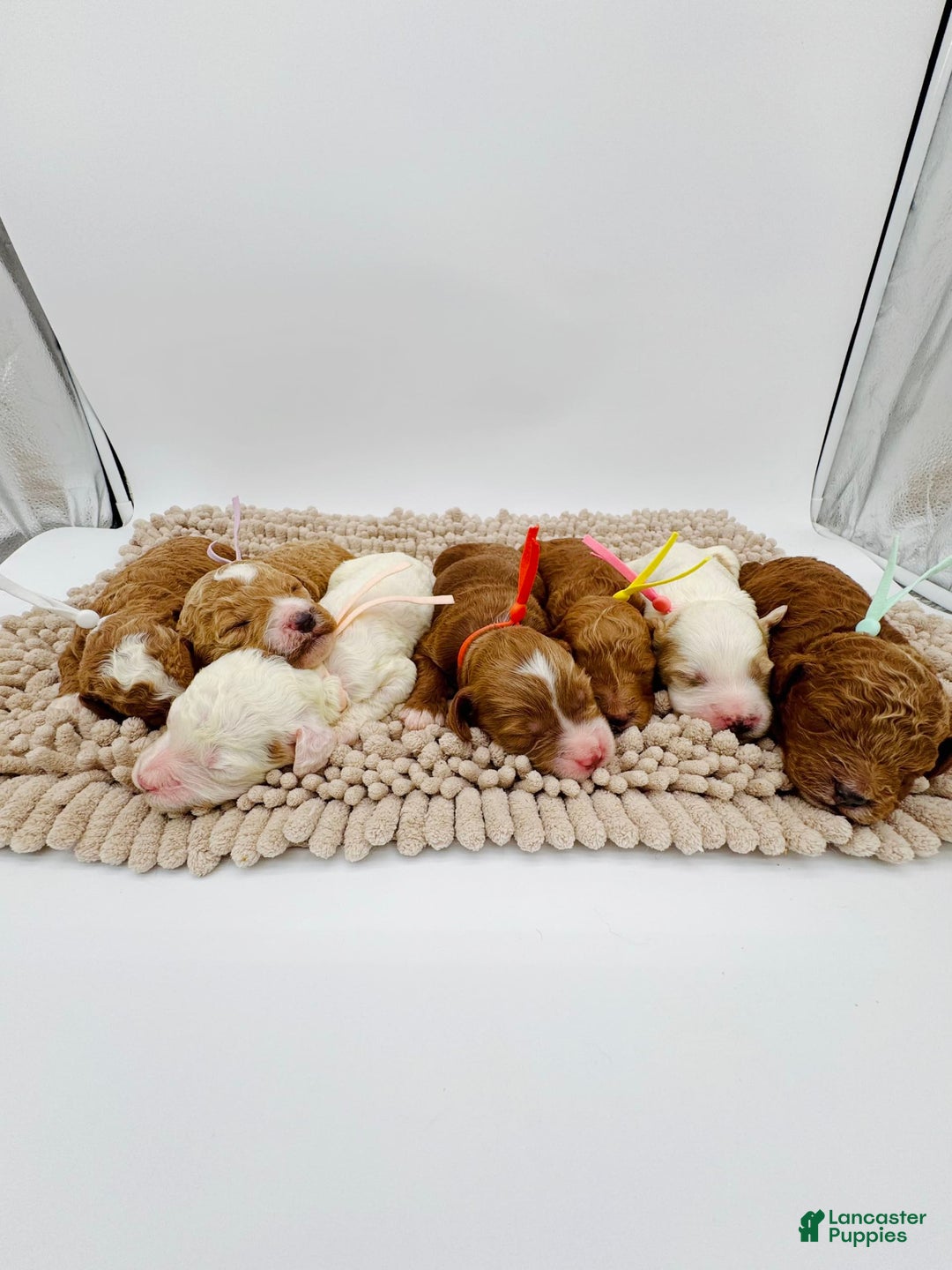 Mini Goldendoodle dogs for sale: Petite Elsa - Image 17