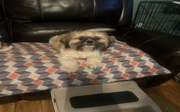 Shih Tzu dogs for sale: Valentino - Image 1