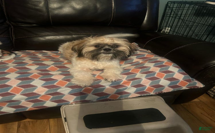 Shih Tzu dogs for sale - Ad 1