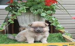 Pomeranian dogs for sale: Fancy - Image 1