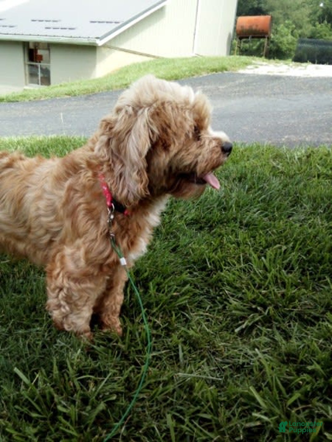 Cavapoo dogs for sale: Finny - Image 10