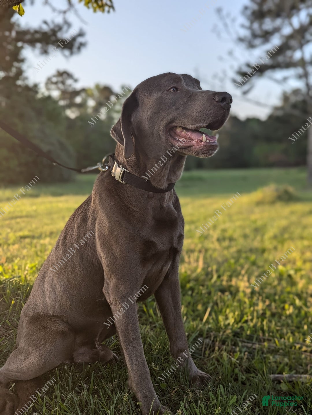 Labrador Retriever dogs for sale: Westin - Image 3