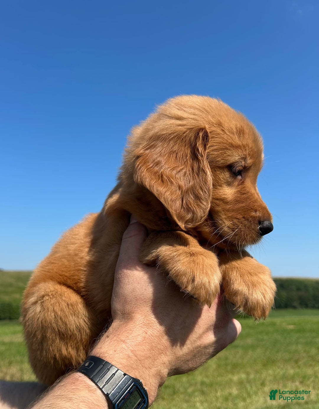 Golden Retriever dogs for sale: Fin - Image 21