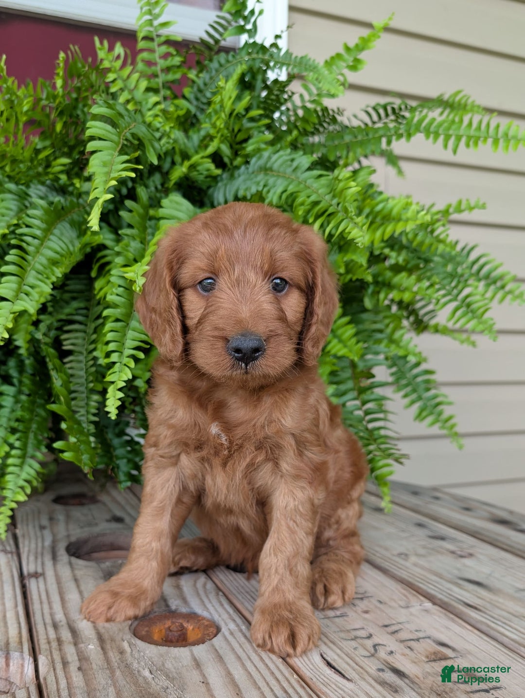 Goldendoodle dogs for sale: Ben - Image 23