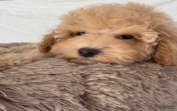 Miniature Poodle dogs for sale: Mila - Image 4