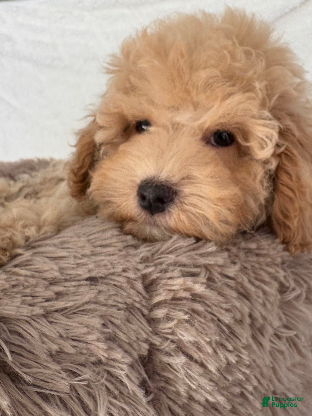 Miniature Poodle dogs for sale: Mila - Image 4