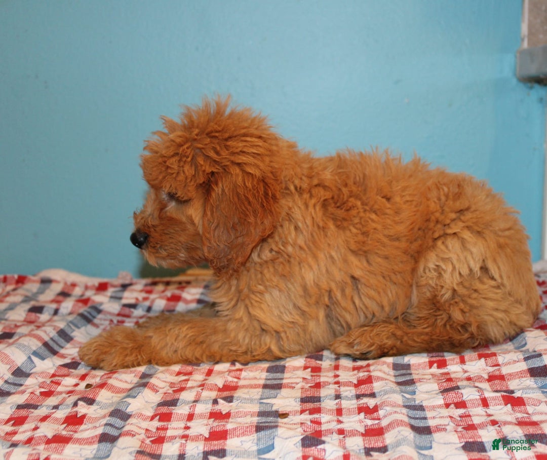 Mini Goldendoodle dogs for sale: Mack Mini - Image 2