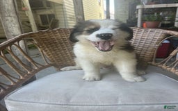 Great Pyrenees dogs for sale: Maverick - Image 3