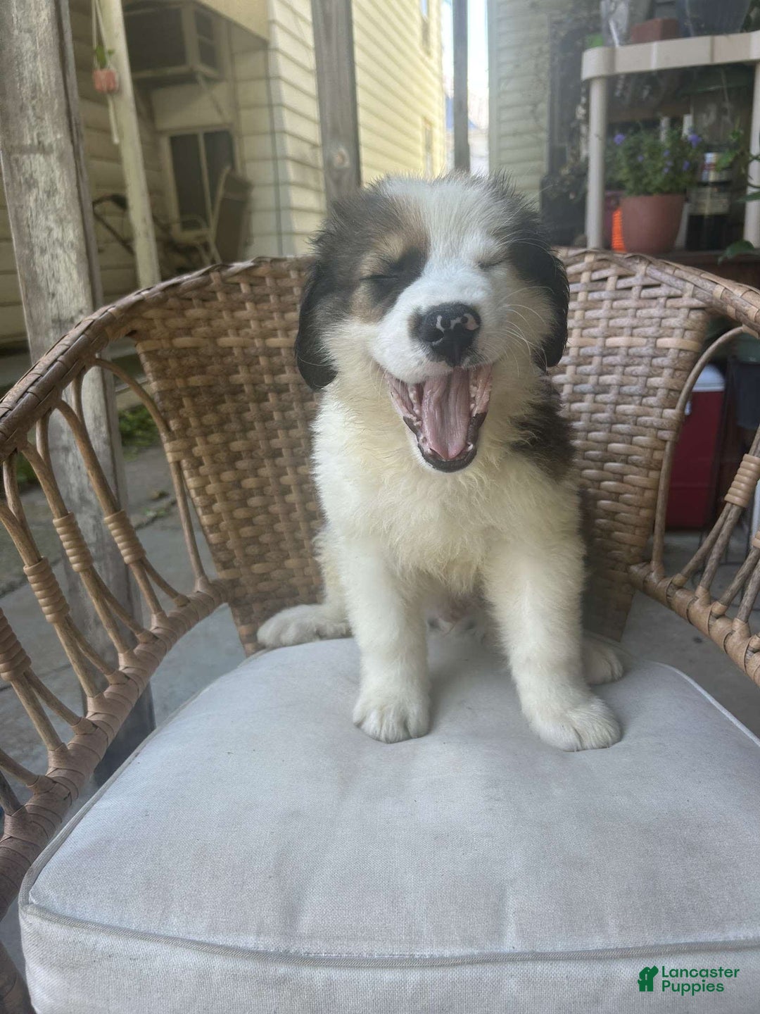 Great Pyrenees dogs for sale: Maverick - Image 3