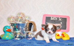 Chihuahua dogs for sale: Victor - Image 3