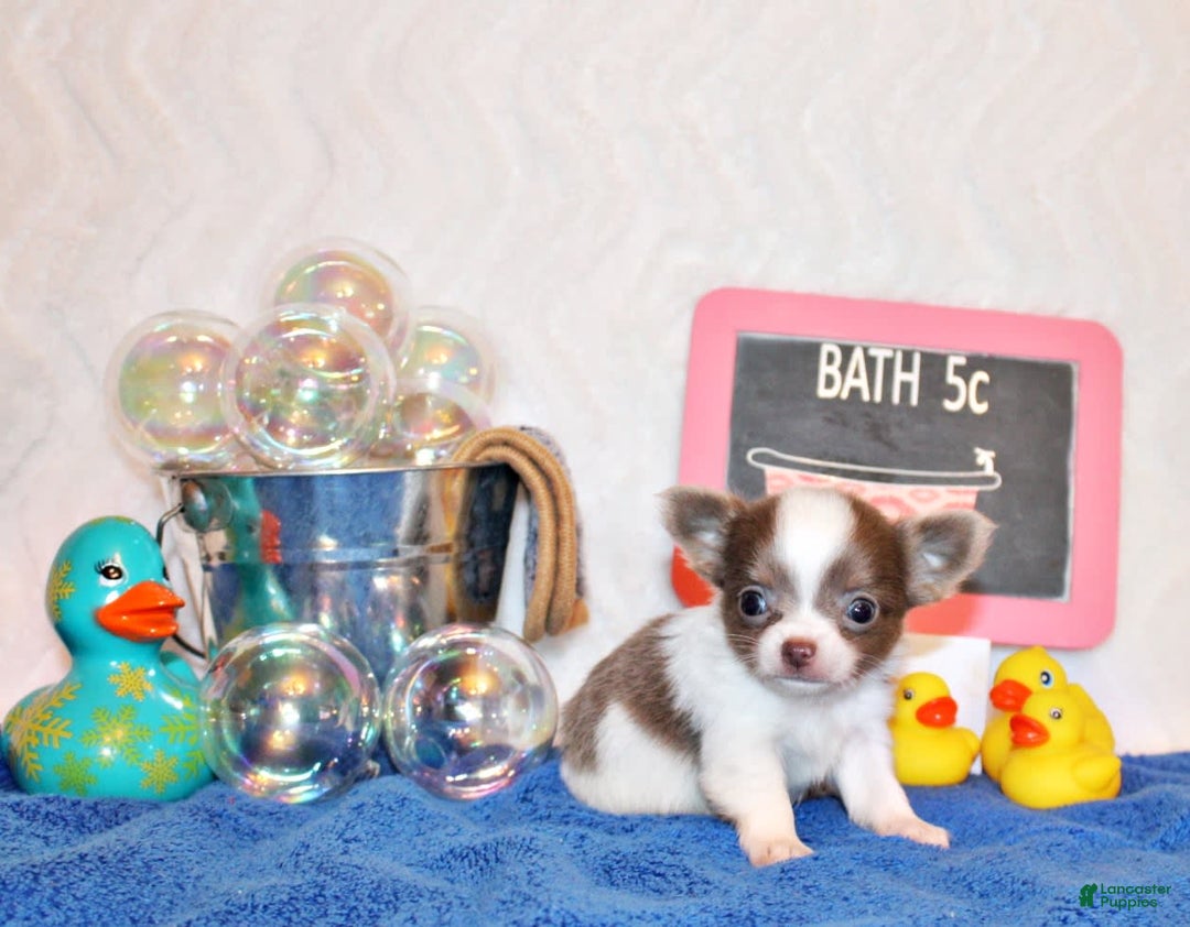 Chihuahua dogs for sale: Victor - Image 3