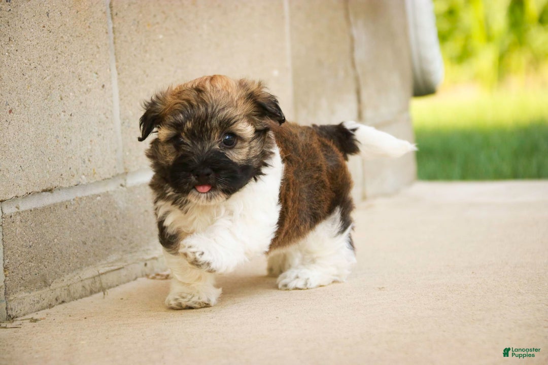 Havanese dogs for sale: Nutmeg - Image 4