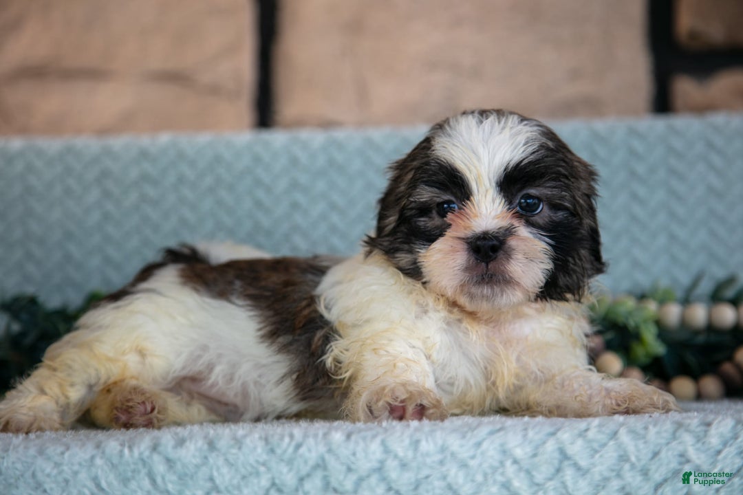 Shih Tzu dogs for sale: Trent - Image 2