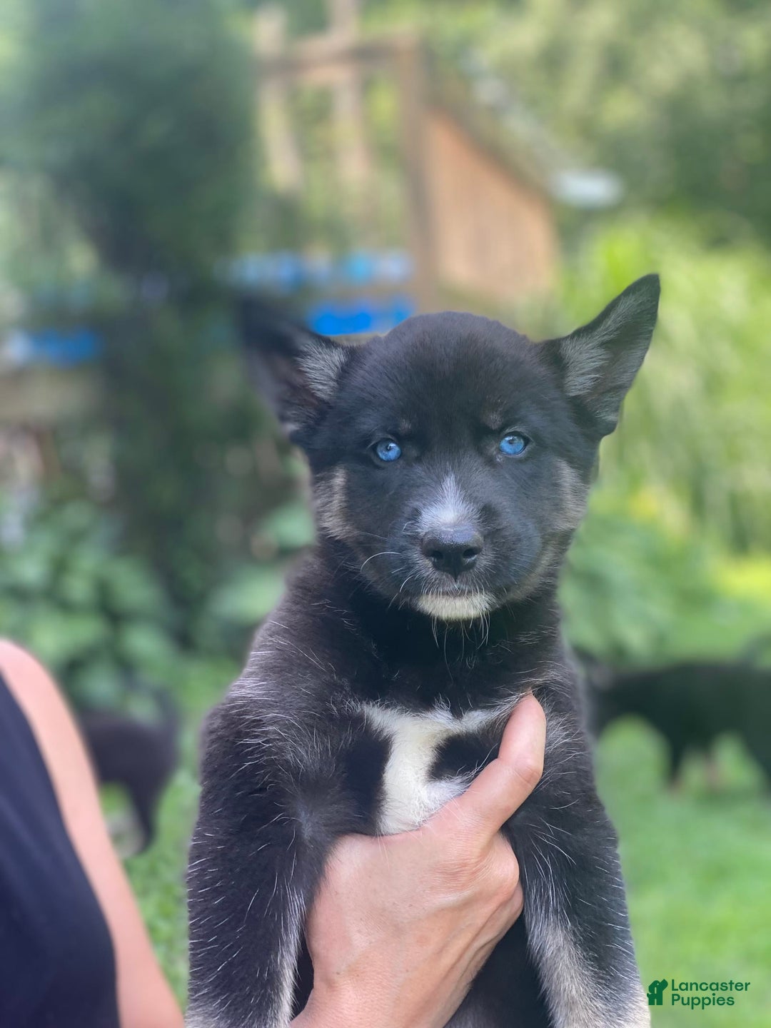 Gerberian Shepsky dogs for sale: Pixy - Image 9