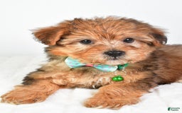 Yorkiepoo dogs for sale: Piper - Image 2