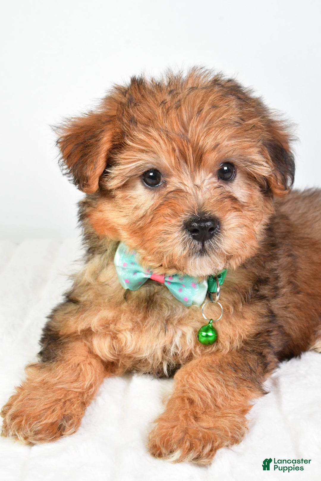 Yorkiepoo dogs for sale: Piper - Image 2