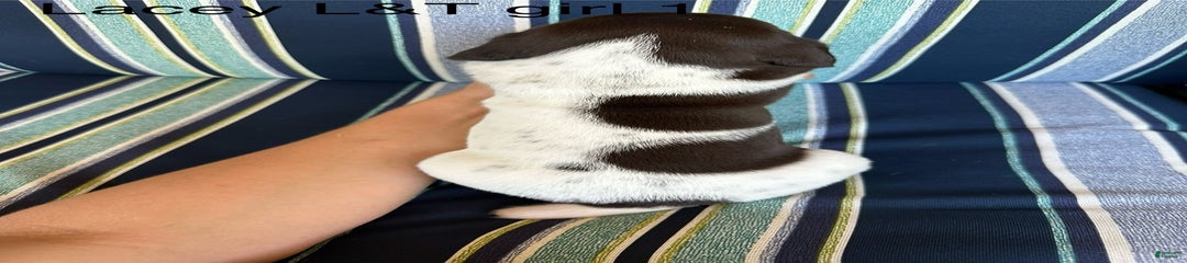 Lacy ticked 1