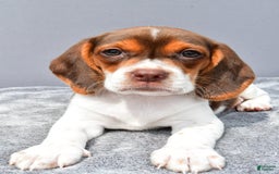 Beagle dogs for sale: Tabbi - Image 6