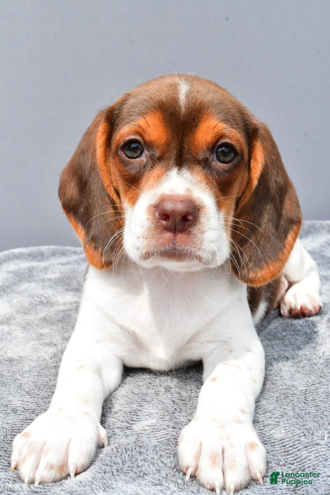 Beagle dogs for sale: Tabbi - Image 6