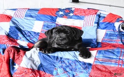 Cane Corso dogs for sale: Meadow - Image 3